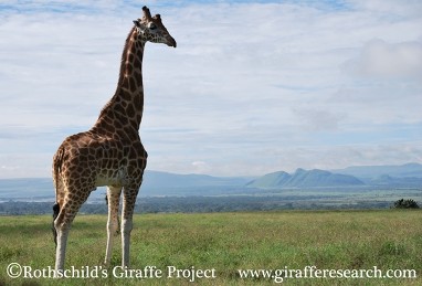 Giraffe and a gorgeous view