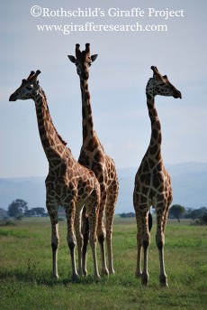 Three males