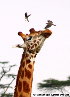 Bird on head copyright